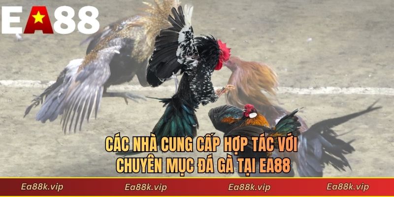 Các nhà cung cấp hợp tác với chuyên mục đá gà tại EA88