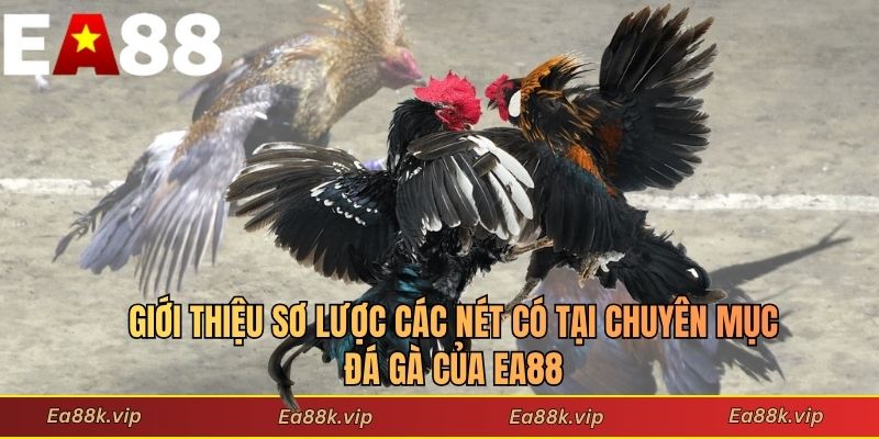 Giới thiệu sơ lược các nét có tại chuyên mục đá gà của EA88